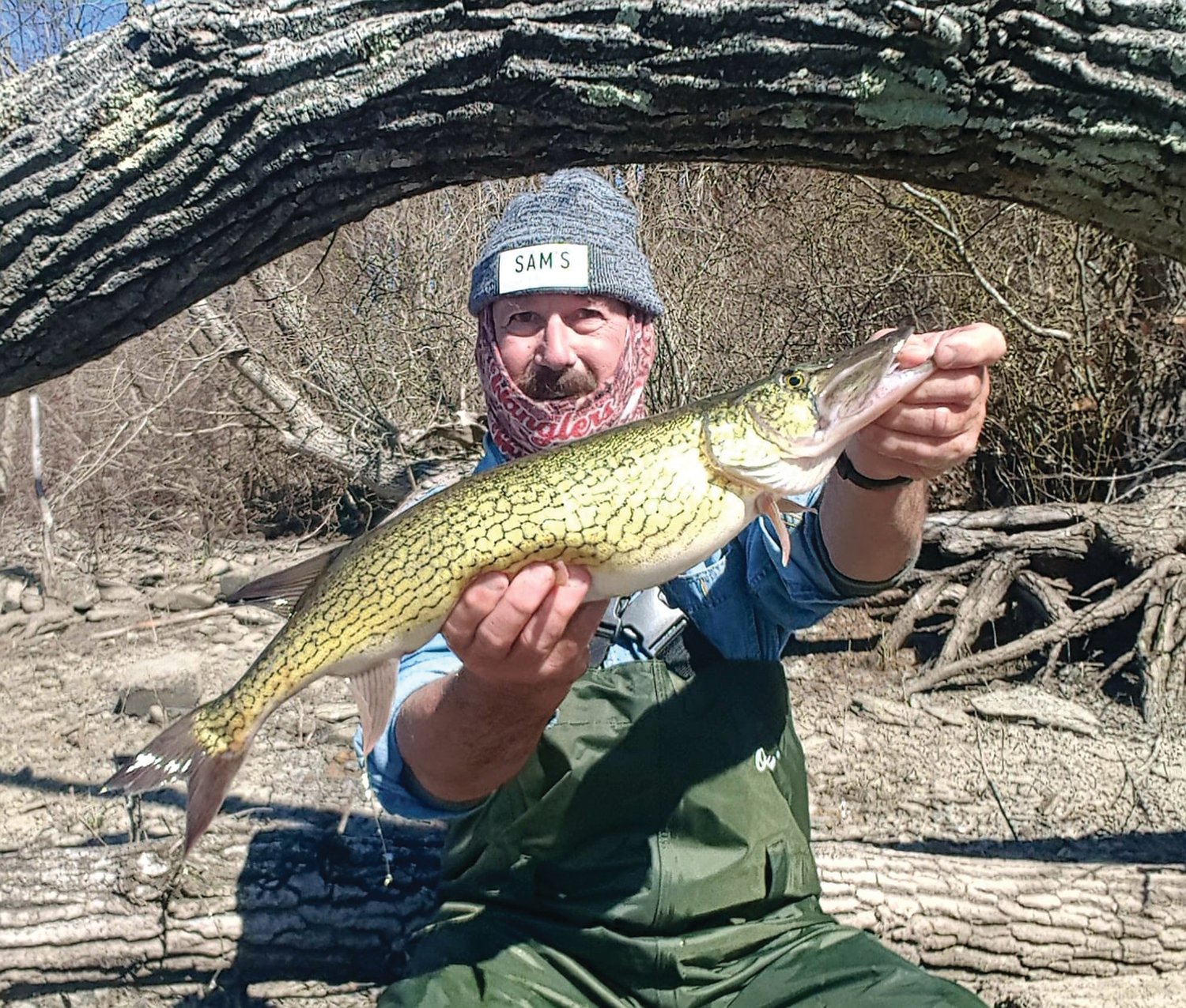 PICKEREL: John Migliori with a 25.5-inch pickerel he caught on Aquidneck Island last week. (Submitted photo)